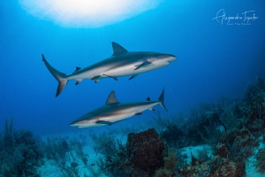 Two sides sharks, Gardens of the Queen Cuba by Alejandro Topete 